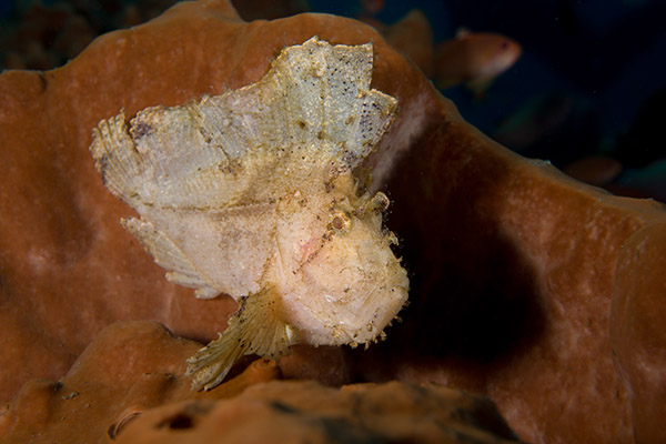 The Colourful Leaf Scorpionfish