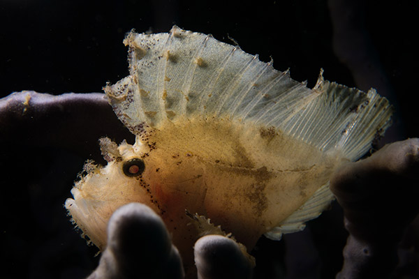 The Colourful Leaf Scorpionfish