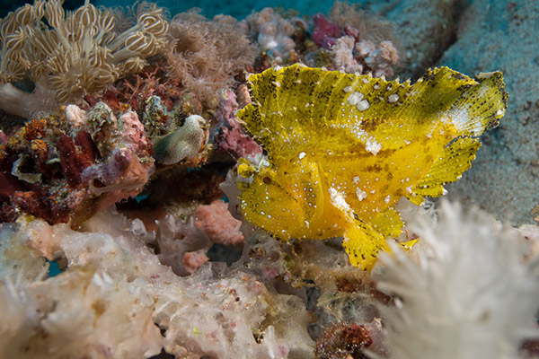 The Colourful Leaf Scorpionfish