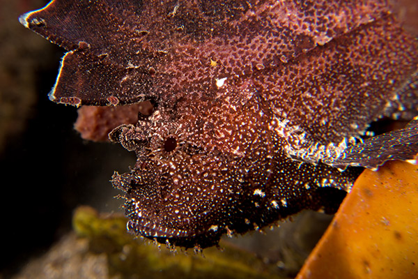 The Colourful Leaf Scorpionfish