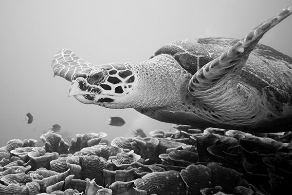 Hawksbill Turtles 