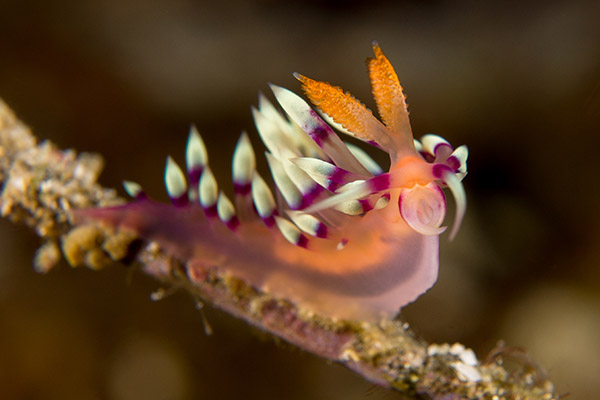 Nudibranch Indonesia  sea slug