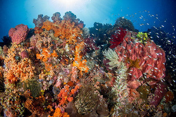 Bangka Coral