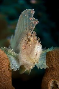 The Colourful Leaf Scorpionfish