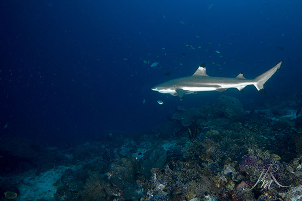 blacktip reef shark siladen