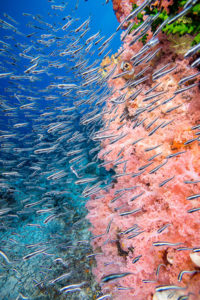 Bangka Wall