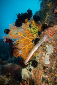 Bangka Diving