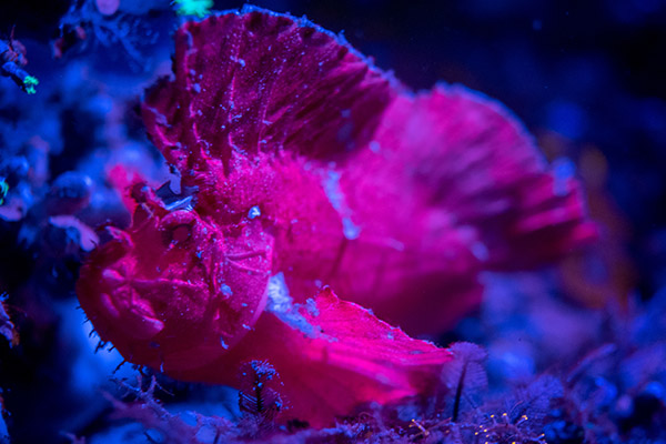 The Colourful Leaf Scorpionfish