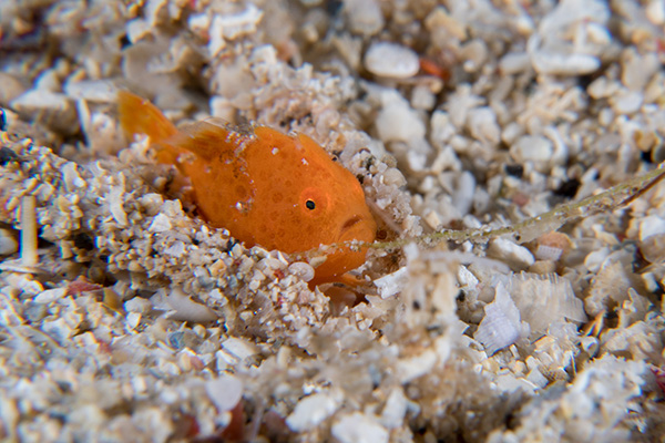 Frogfish Eating A Fish