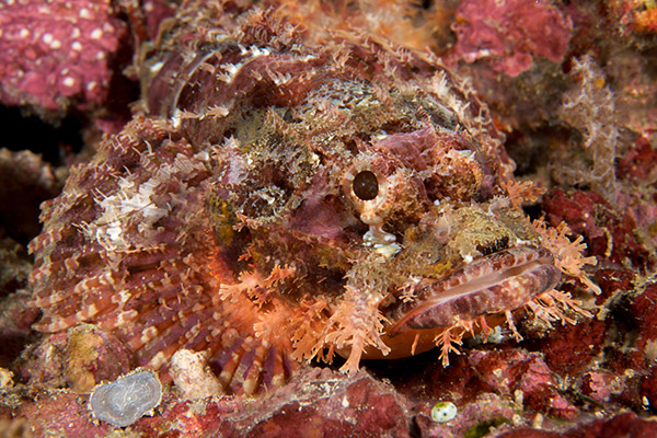 Scorpionfish