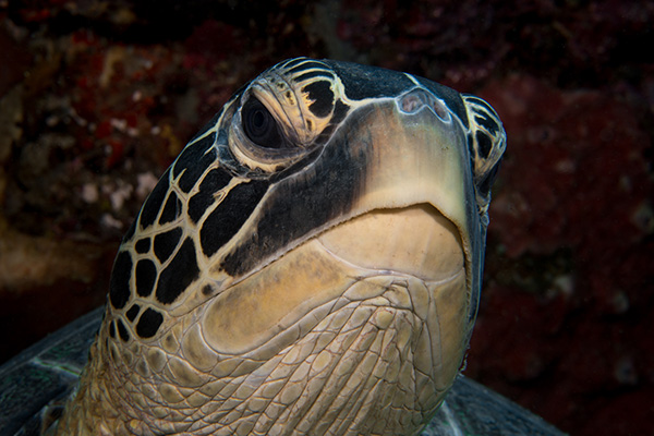 Underwater photography