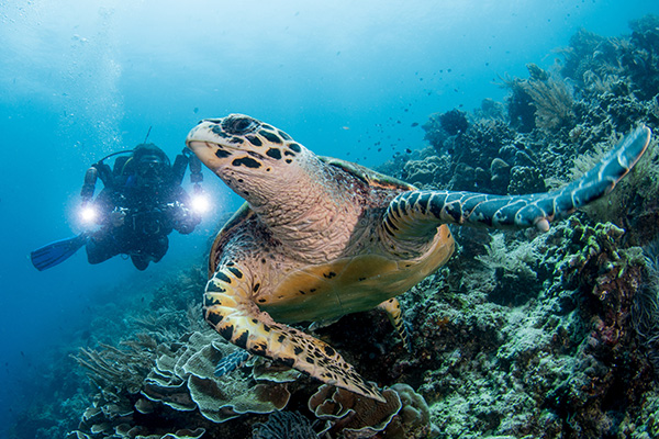 Underwater photography