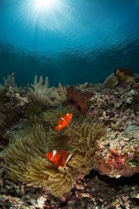 Anemone Fish and Anemones