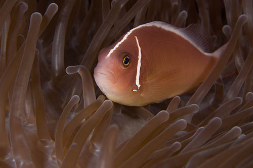 Anemone Fish and Anemones