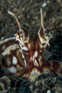Mimic octopus