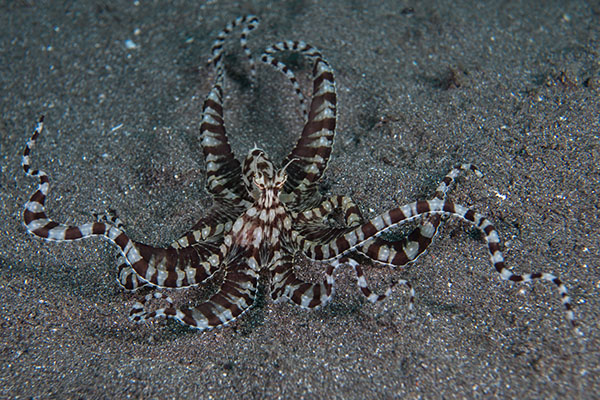 Mimic Octopus