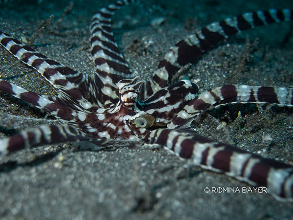 Mimic Octopus