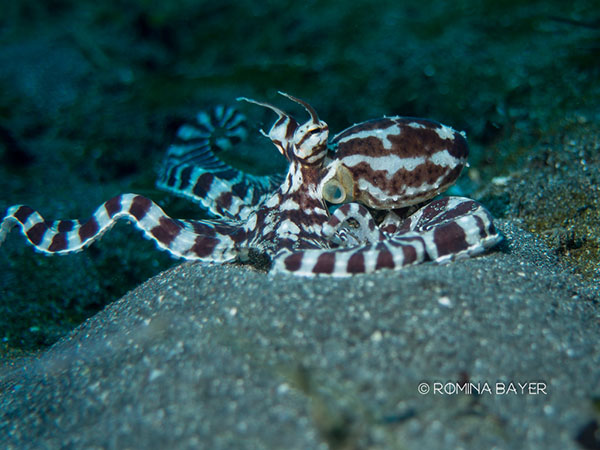 Mimic Octopus