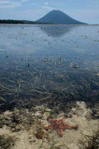 seagrass meadows