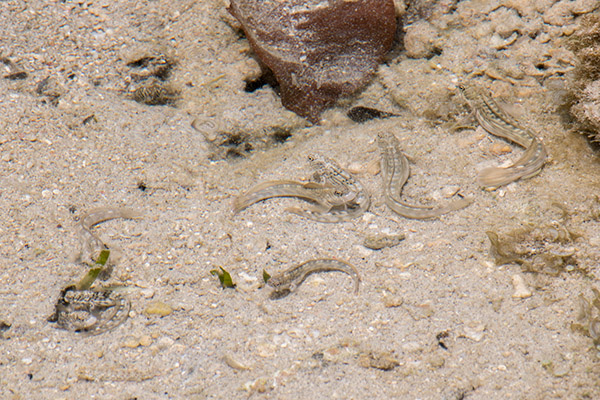 bottom-dwelling invertebrates and small fish
