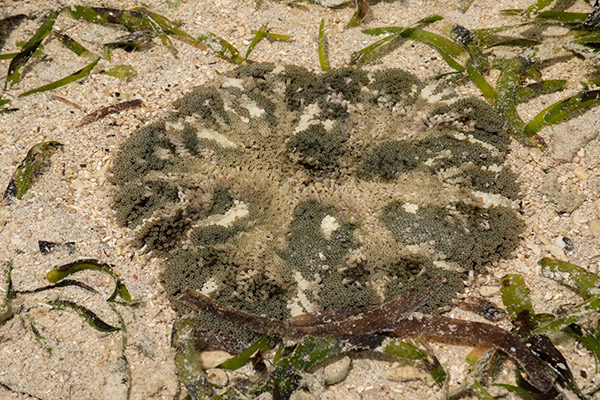 seagrass meadows