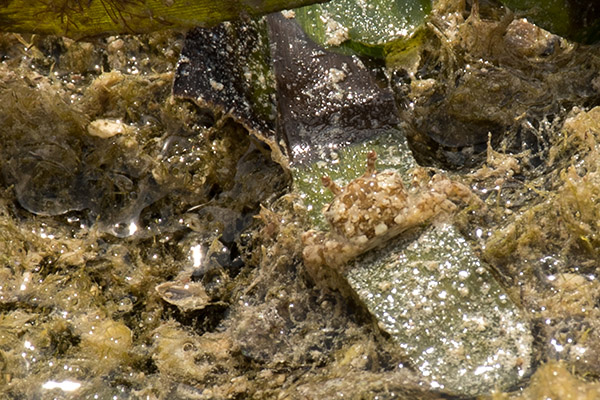 crab