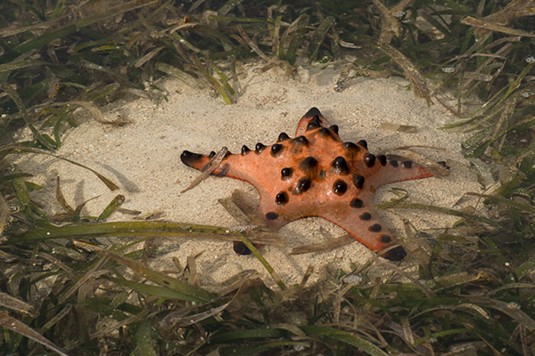 starfish