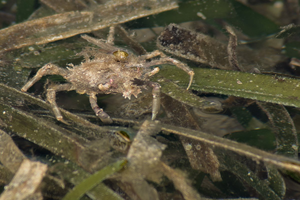 crab