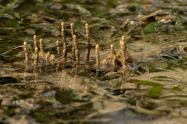 seagrass meadows growing