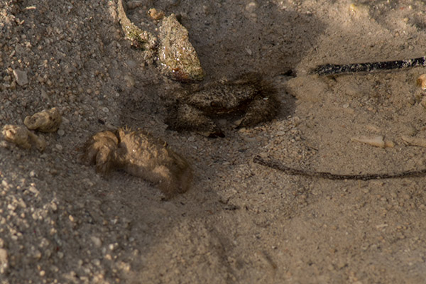 crab