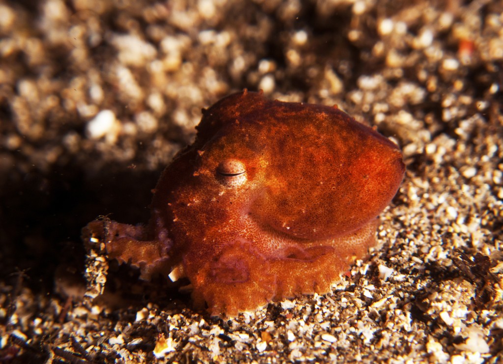 Wolfs Pygmy Octopus blog pic