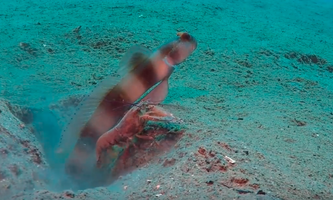 goby-and-the-shrimp