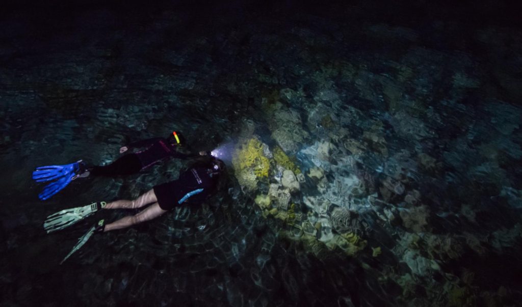 Night Snorkelling