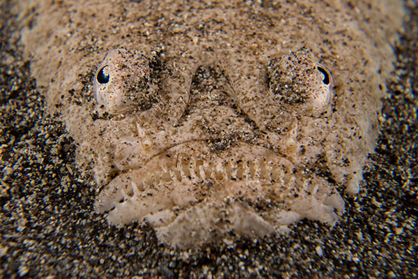 Stargazer fish