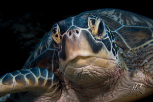 Turtle By John Madsen