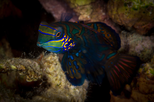 Siladen Mandarin Fish