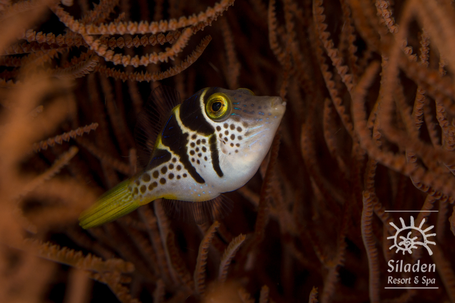 siladen_mimic-filefish