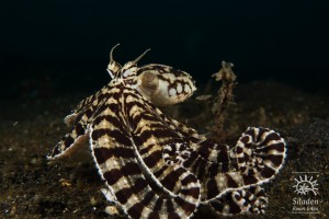 siladen_Mimic Octopus