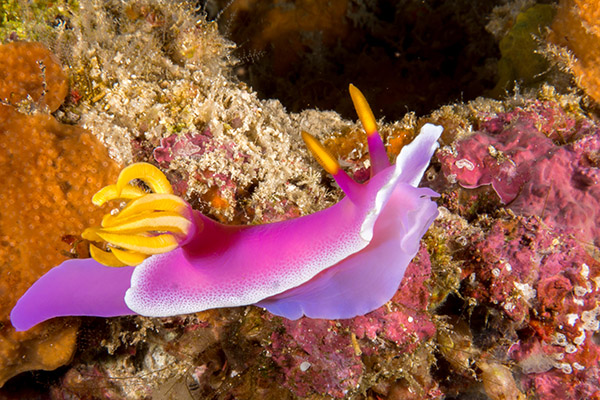 Siladen Nudibranch