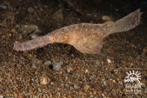 siladen_Robust Ghost Pipefish