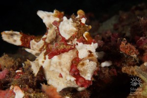 siladen_Warty Frogfish