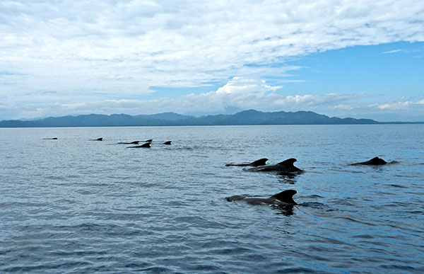 Pilot whale