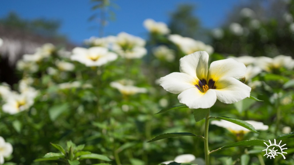 siladen_flowers3