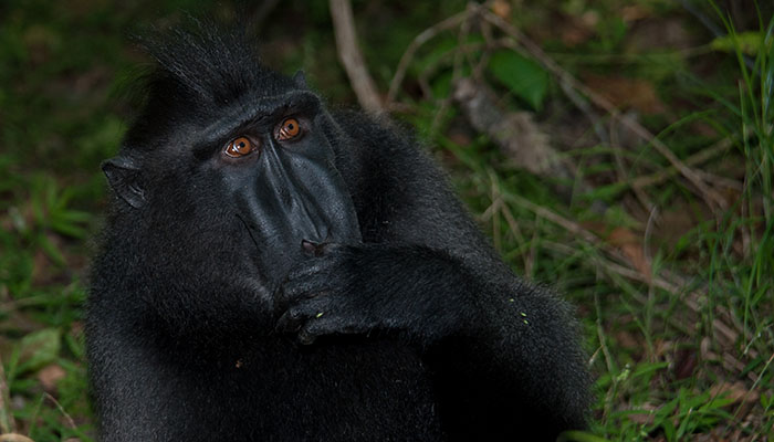 Tangkoko National Park - Celebes crested black macaque