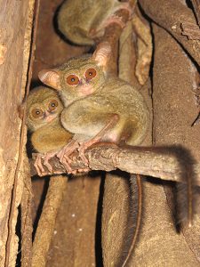 Siladen Tangkoko tour