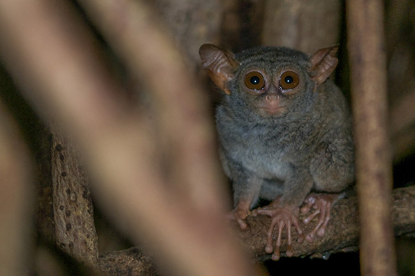 Siladen Tangkoko tour