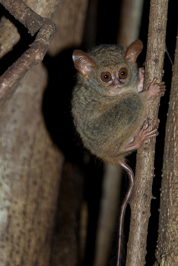 Siladen Tangkoko tour