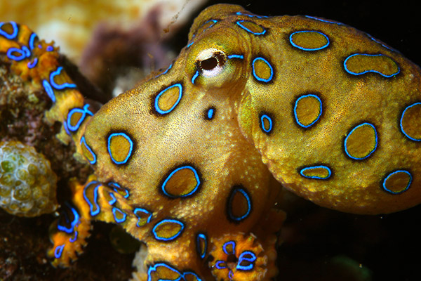 blue ringed octopus bite