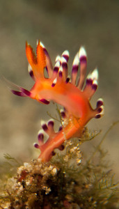 Nudibranch Indonesia