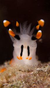 Nudibranch Indonesia
